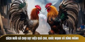 cách nuôi gà chọi