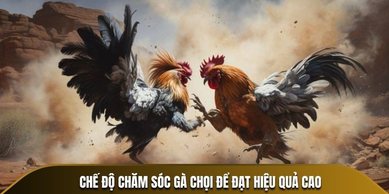 Chế độ chăm sóc gà chọi để đạt hiệu quả cao