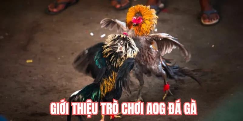 Sảnh AOG là một trong những sảnh cược mới phát hành