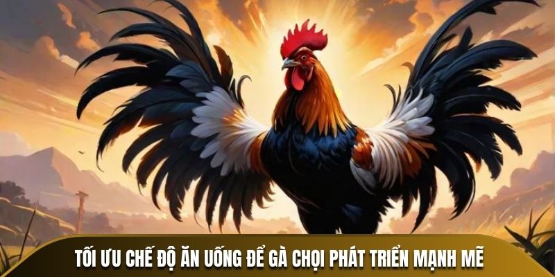 Tối ưu chế độ ăn uống để gà chọi phát triển mạnh mẽ