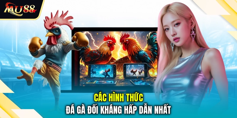 Các hình thức đá gà đối kháng hấp dẫn nhất